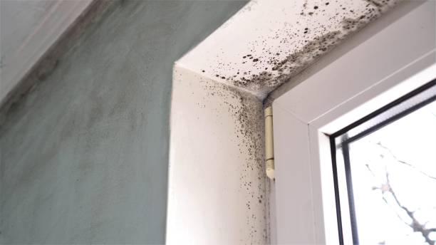 Best Kitchen Mold Remediation in Buttonwillow, CA