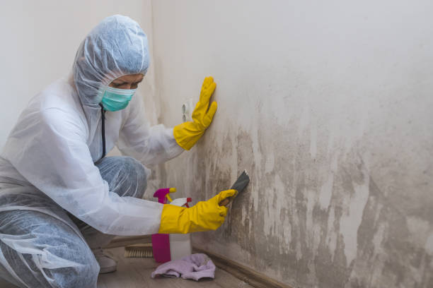 Best Bathroom Mold Remediation in Buttonwillow, CA