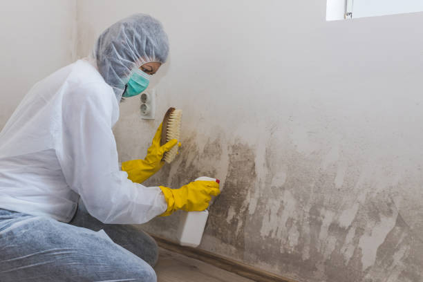 Best Commercial Mold Remediation in Buttonwillow, CA