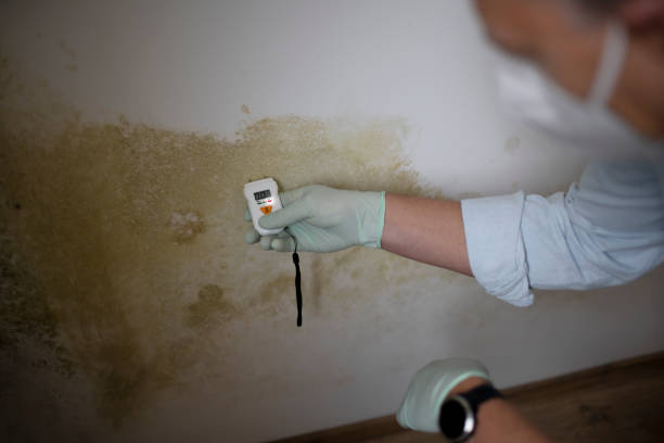 Best White Mold Remediation in Buttonwillow, CA