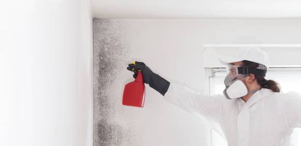 Trusted Buttonwillow, CA Mold Remediation Experts