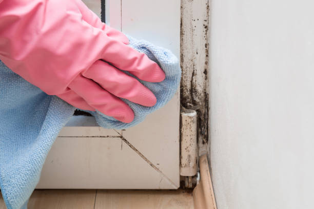 Best Residential Mold Remediation in Buttonwillow, CA