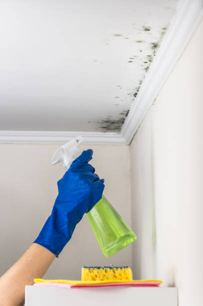 Buttonwillow, CA Mold Remediation Company